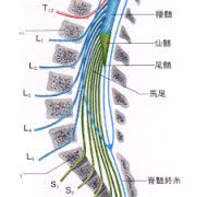 神経根の番号