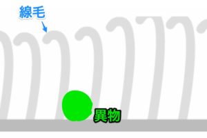 線毛細胞