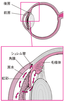 シュレム管