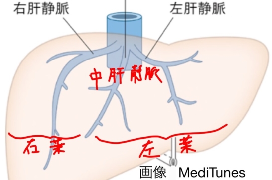 肝静脈と肝区域_MediTunes